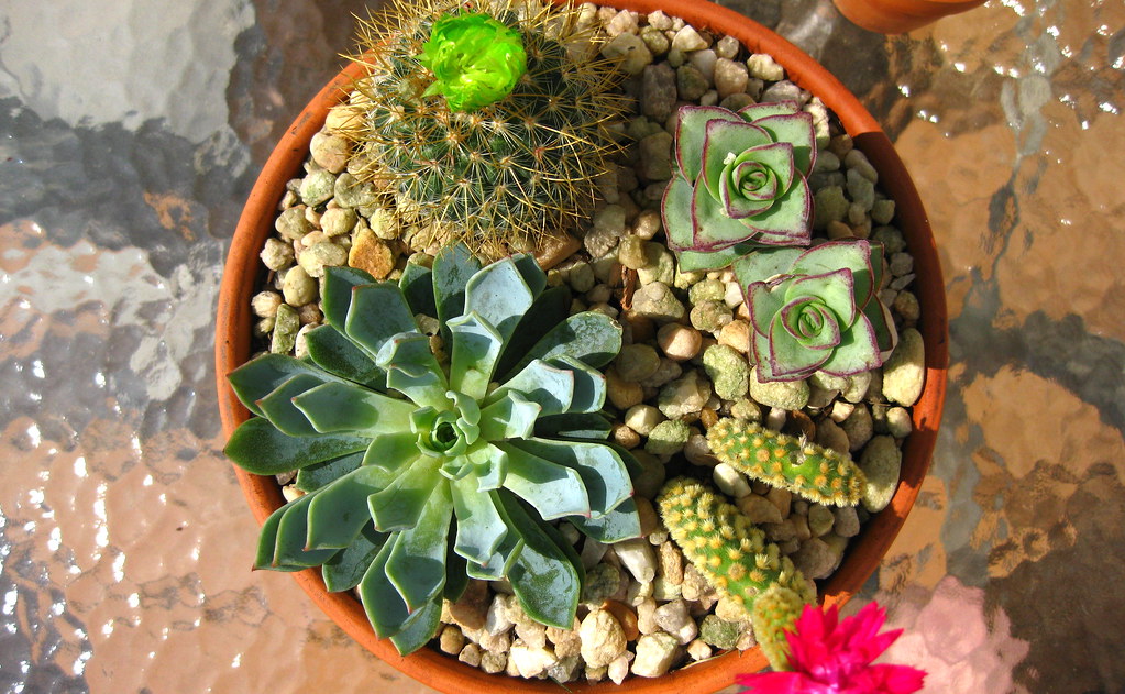 Cactus and Succulents in a pot