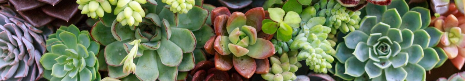 A collection of red and green succulents looking like flowers