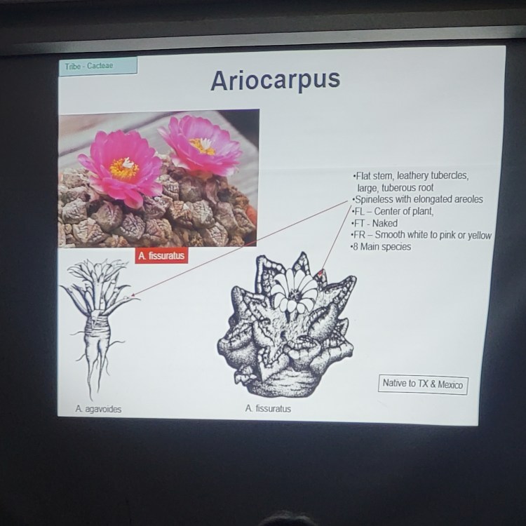 A Larger Ariocarpus slide during a presentation