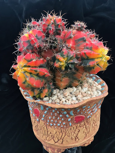 Gym Damasil Variegate cactus