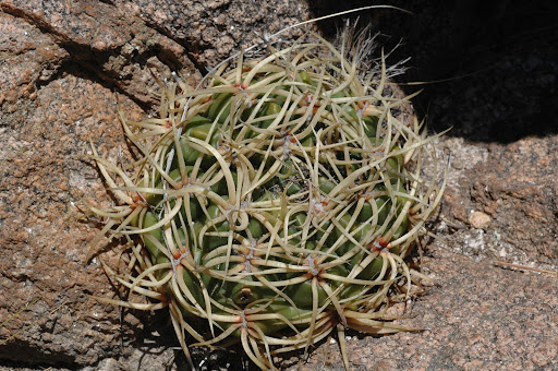 Gymn Monvillel succulent