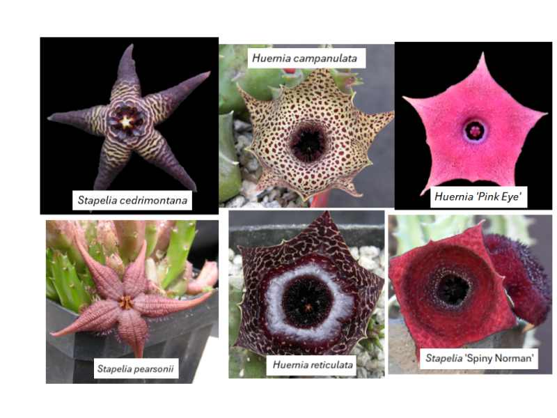 September 2025 Mini&nbsp;Show