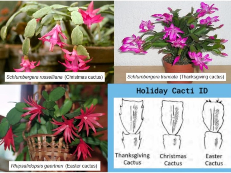 November 2025 Mini&nbsp;Show