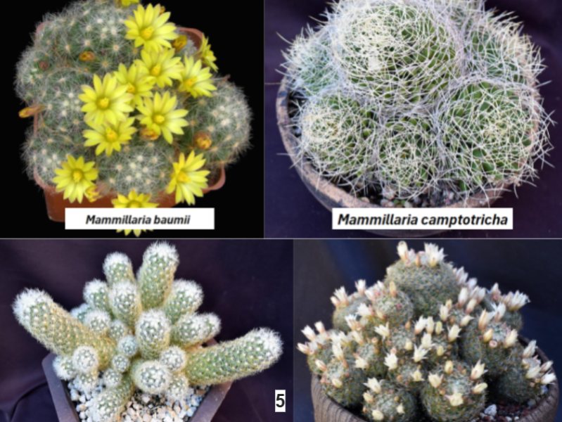 January 2026 Mini&nbsp;Show