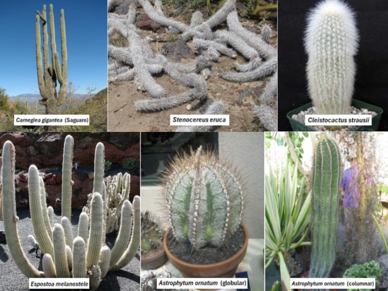 February 2026 Mini&nbsp;Show