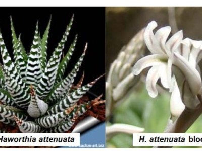 April 2026 Mini&nbsp;Show