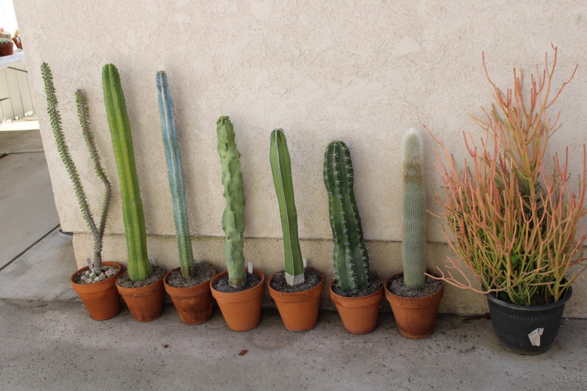 Member Gardens Carrie&nbsp;Berringham