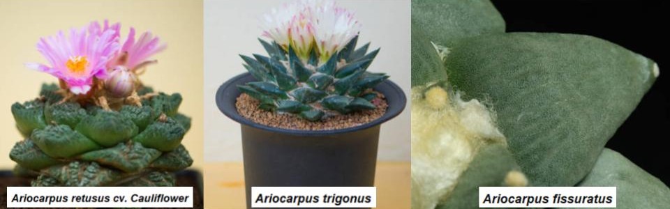 Three types of Ariocarpus cacti: Ariocarpus retusus cv. Cauliflower with pink flowers, Ariocarpus trigonus in a pot, and Ariocarpus fissuratus showcasing its unique texture.