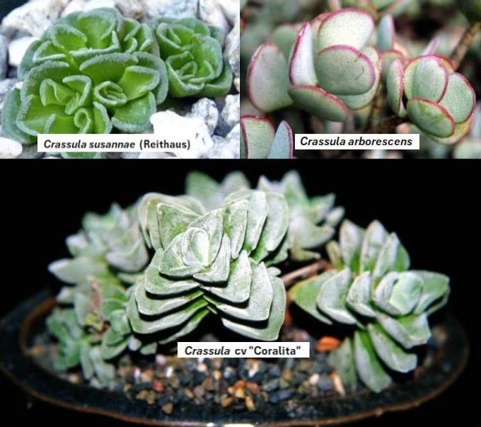Three varieties of Crassula succulents including Crassula susannae, Crassula arborescens, and Crassula cv 'Coralita', displayed in close-up with labels.
