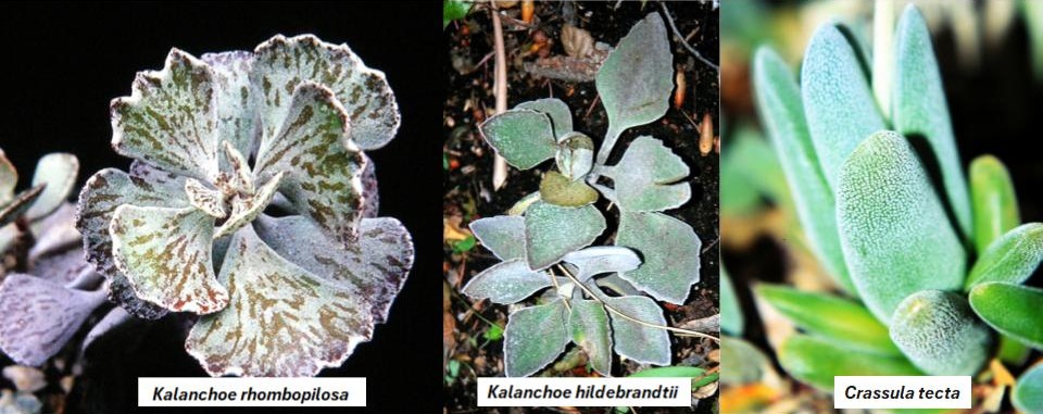 A collage of three succulent plants: Kalanchoe rhombopilosa displaying rosette leaves with unique patterns, Kalanchoe hildebrandtii featuring flat, rounded leaves, and Crassula tecta with smooth, cylindrical leaves.