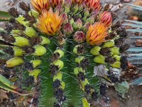 October Member Garden&nbsp;Showcase
